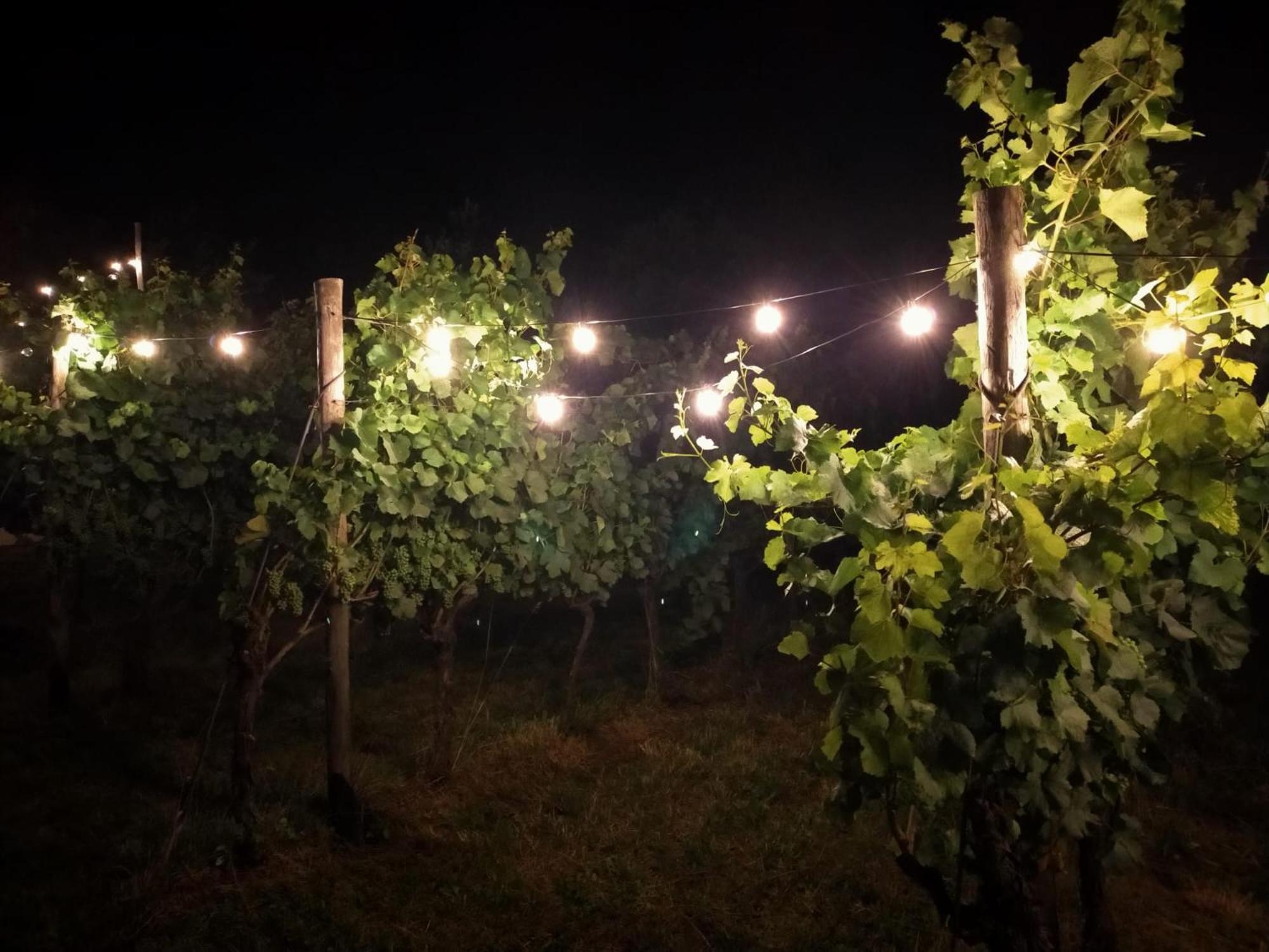 Agritur Verderame Τρέντο Εξωτερικό φωτογραφία