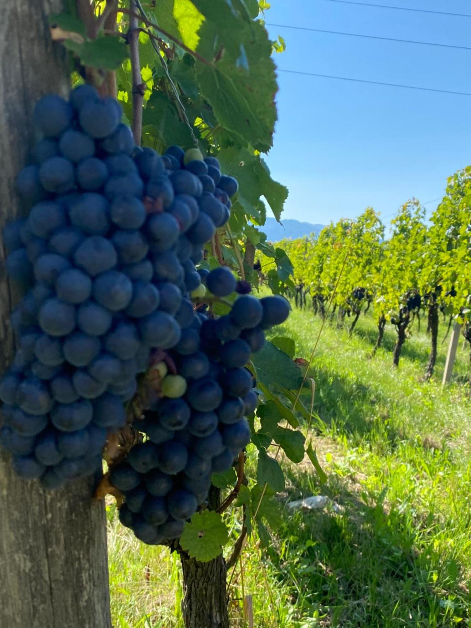 Agritur Verderame Τρέντο Εξωτερικό φωτογραφία